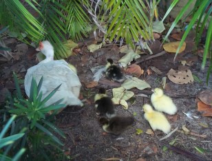 Ducklings 002